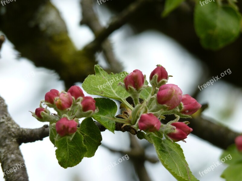 Apple Tree Blossom Bloom Bud Spring