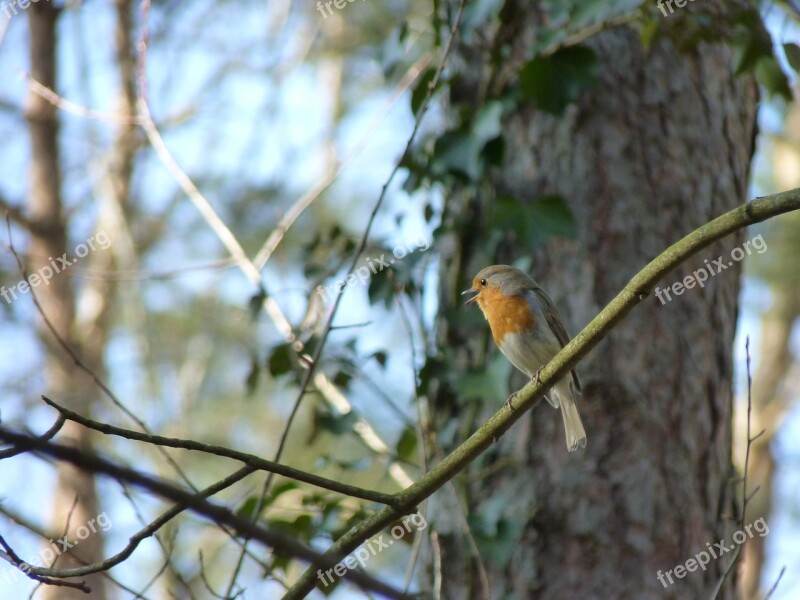 Robin Songbird Bird Animal Birdsong