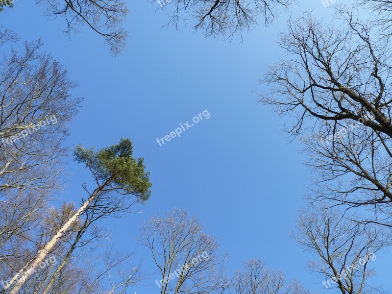 Sky Trees Blue Skyward Glade