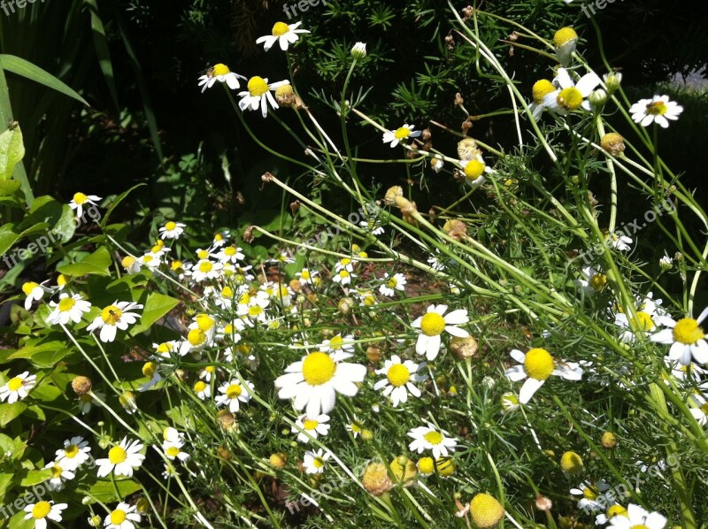 Feverfew Flowers Wildflower Yellow Plant