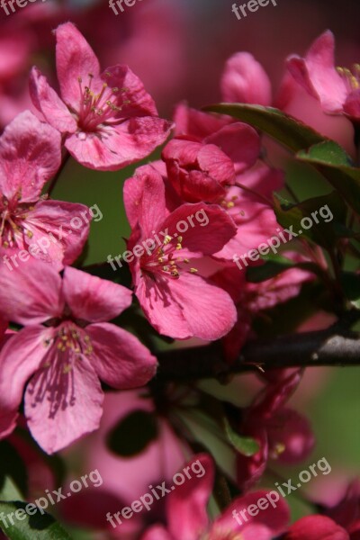 Blossoms Pink Nature Spring Beautiful