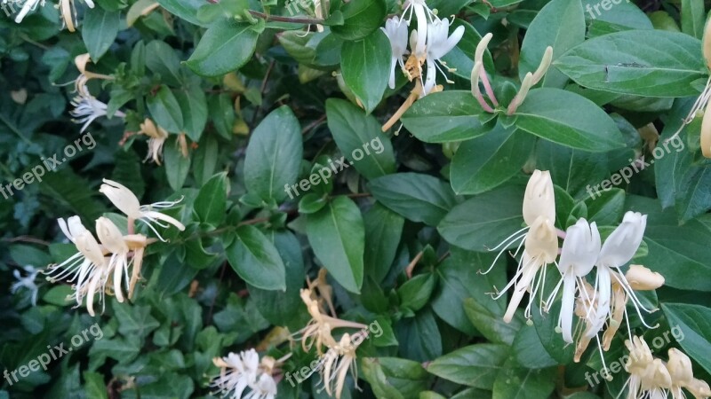 Honeysuckle Flower Spring Free Photos