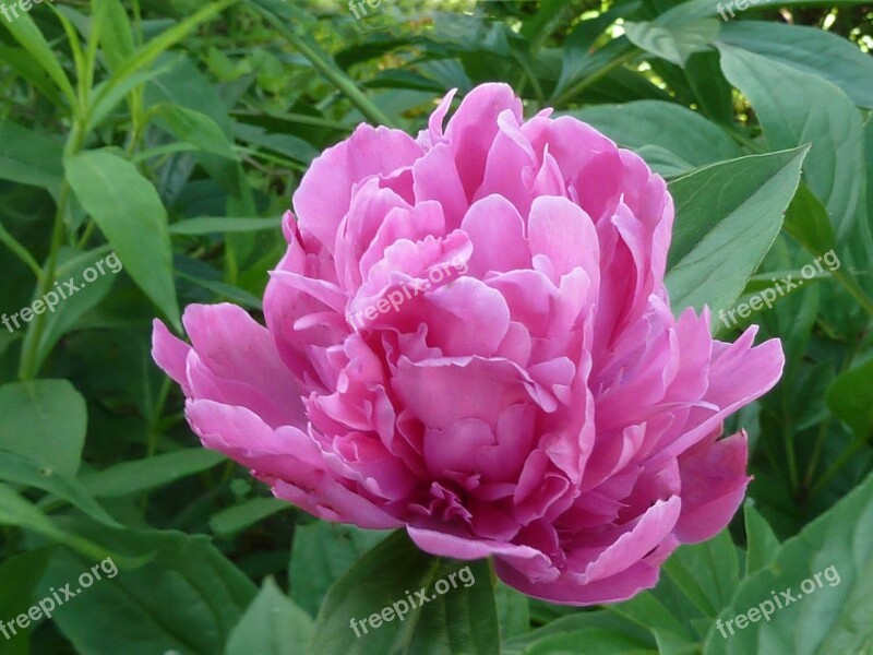 Peony Pink Flower Free Photos