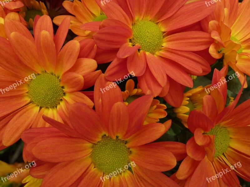 Daisies Flowers Orange Free Photos