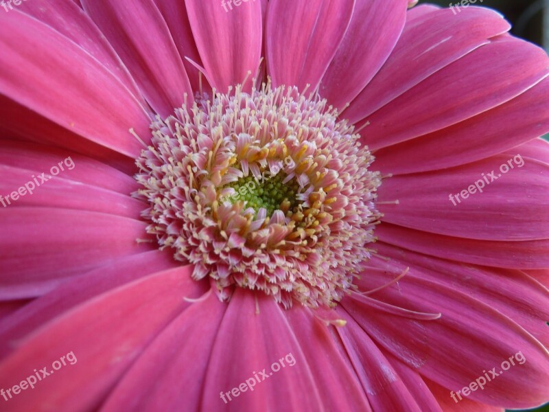 Gerbera Daisy Pink Flower Free Photos