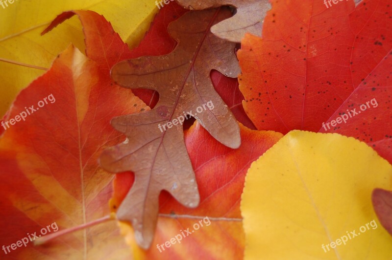 Leaves Autumn Fall Maple Acorn