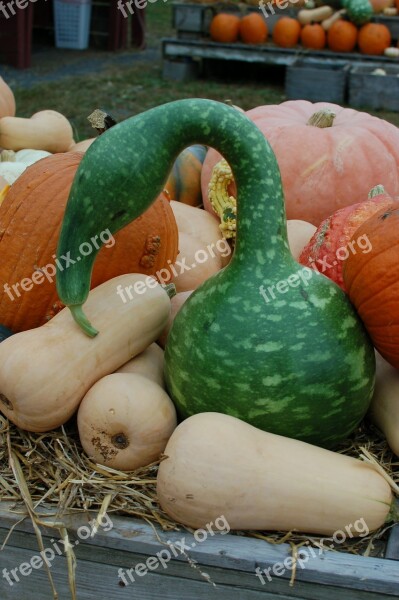 Gourd Squash Pumpkins October Halloween