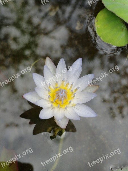 Lotus Flower Nature Bloom Garden