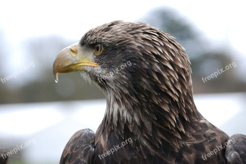 Eagle Close-up Beak Portrait Eye