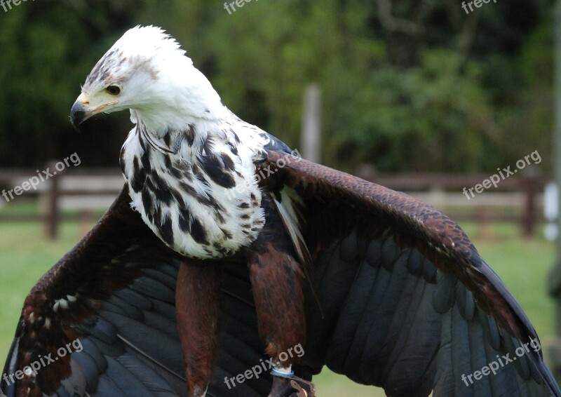 Eagle Sea Feather Beak Raptor