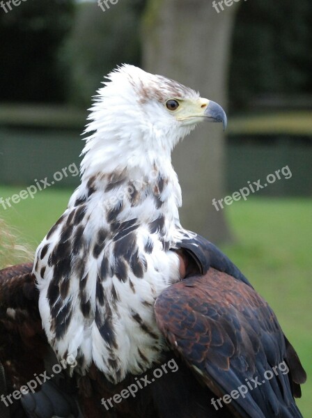 Eagle Sea Feather Beak Raptor