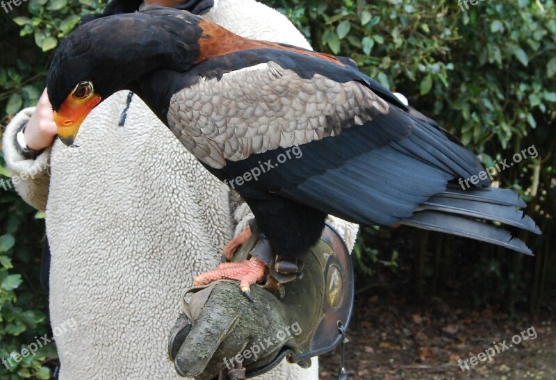 Bateleur Eagle Raptor Plumage Falconry