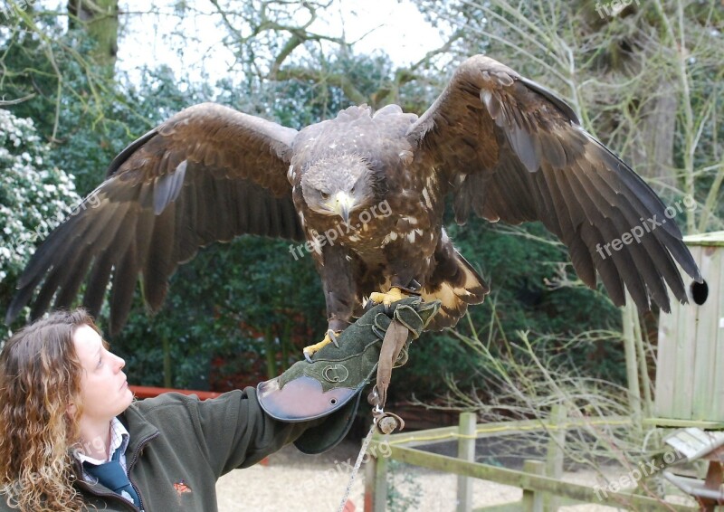 Falconry Eagle Plumage Predatory Raptor