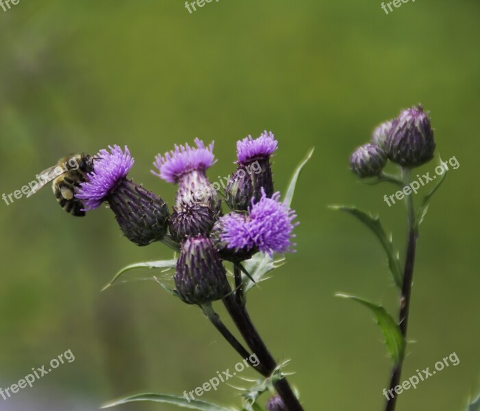 Thistle Flower Thistle Bee Insect Plant