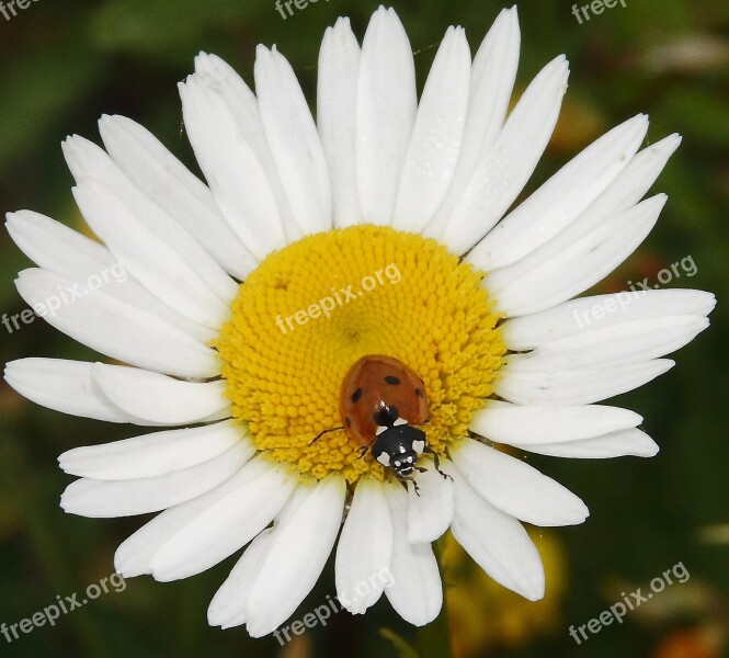 Ladybug Daisy Animal Plant Nature