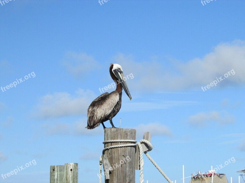 Pelican Gulf Coast Alabama Gulf Gulf Of Mexico