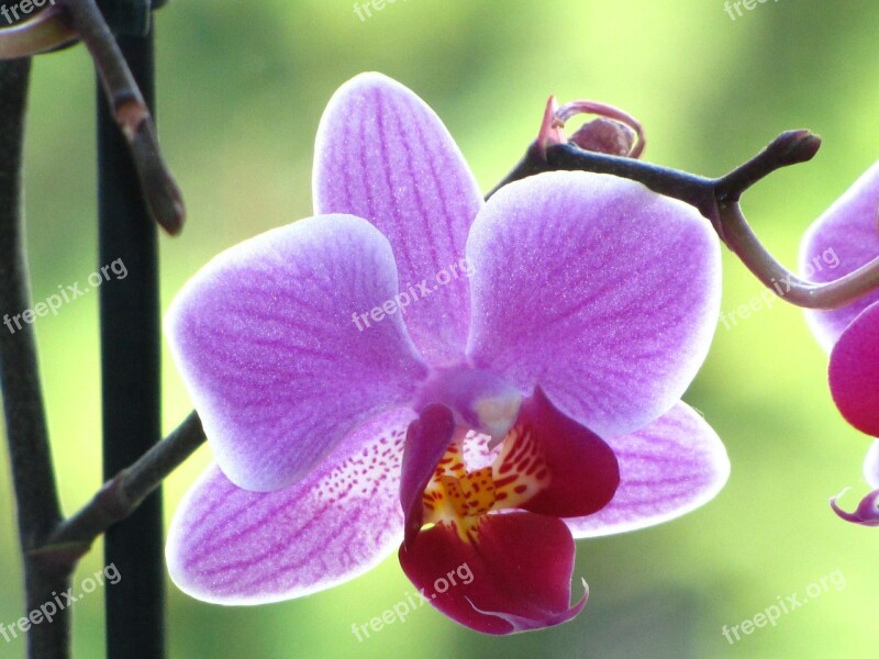 Orchid Close Up Flower Blossom Bloom