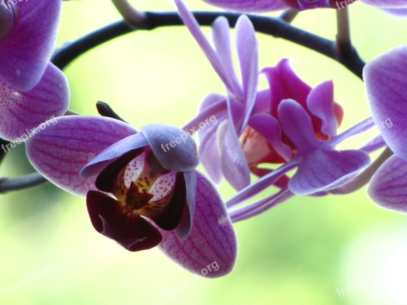 Orchid Blossom Bloom Violet Purple