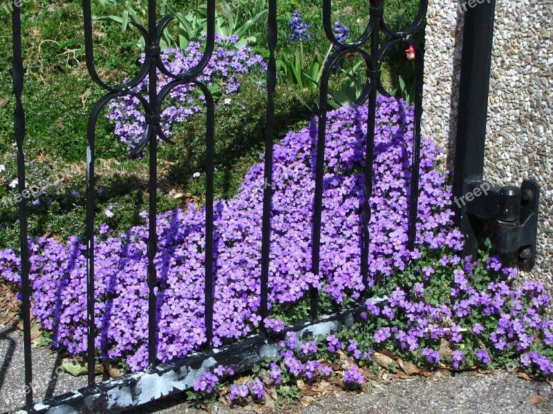 Flowers Spring Purple Violet Plant