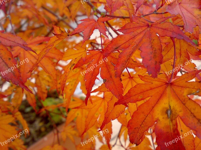 Autumn Leaves Fall Foliage Colorful Golden Autumn