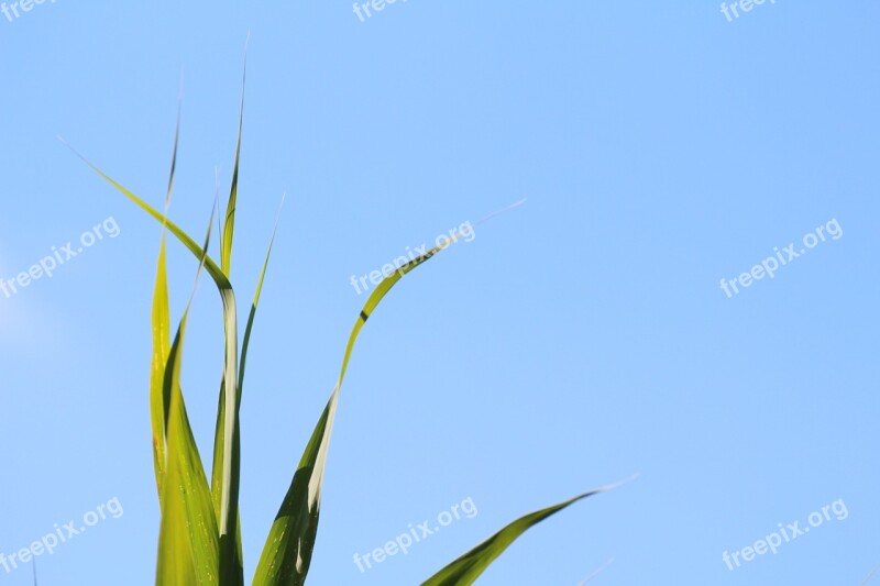 Grass Grasses Nature Sky Blue