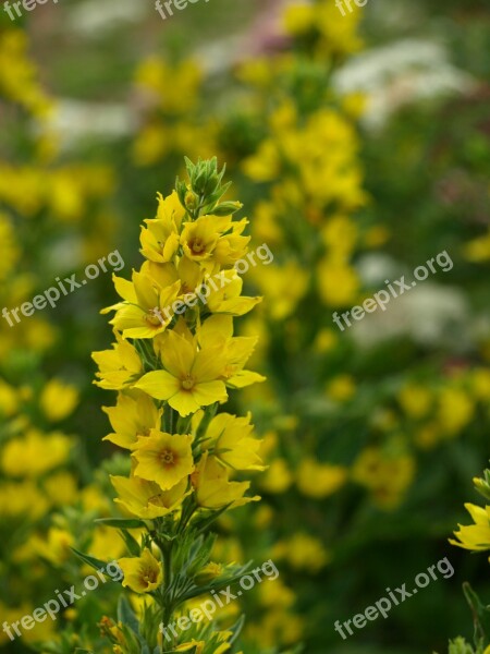 Gold-loosestrife Shrub Summer Summer Yellow Blossom