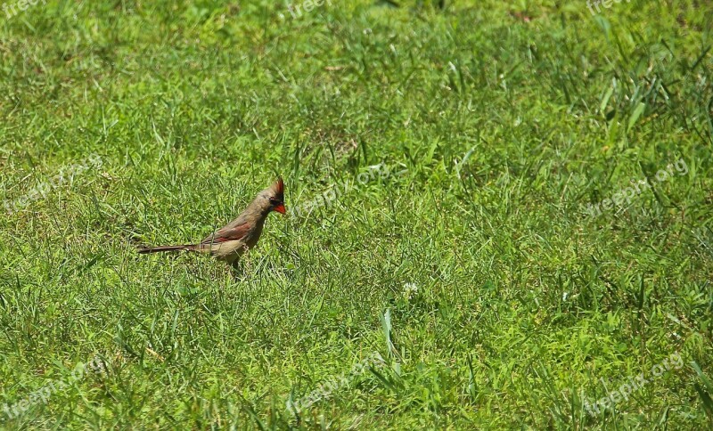 Birds Grass Alone Single Nature