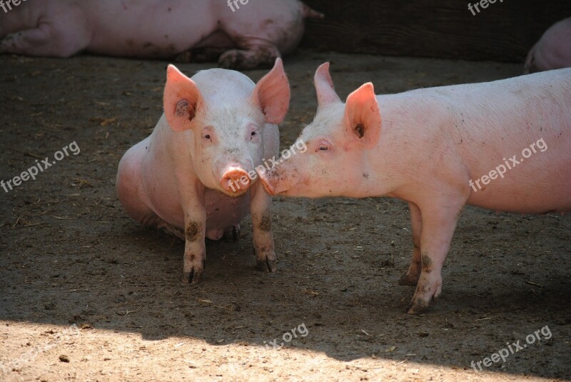 Pig Sow Breeding Livestock Pig Breeding