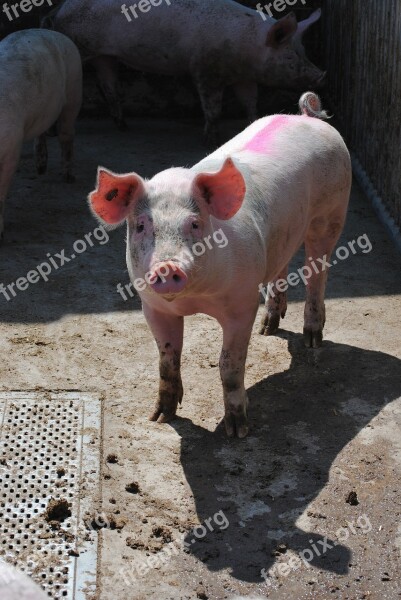 Pig Sow Breeding Livestock Pig Breeding