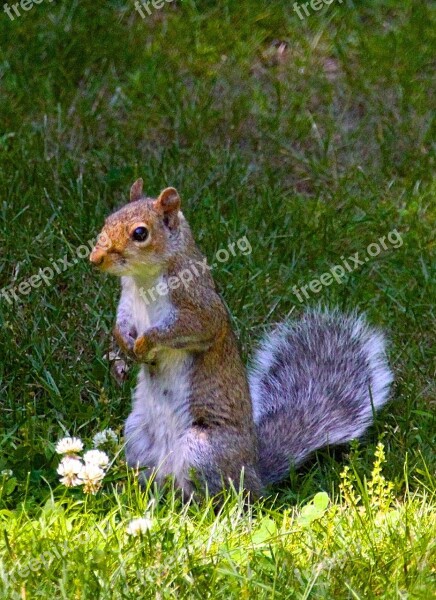 Squirrel Rodent Animal Nature Wild