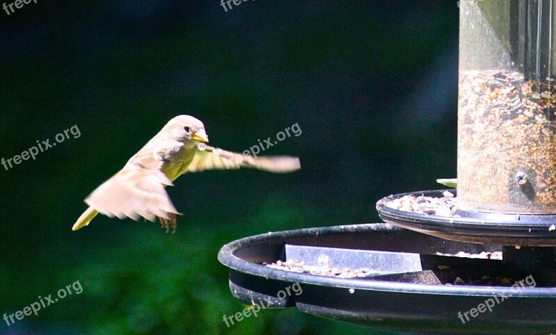 Hummingbird Bird Fluttering Nature Free Photos