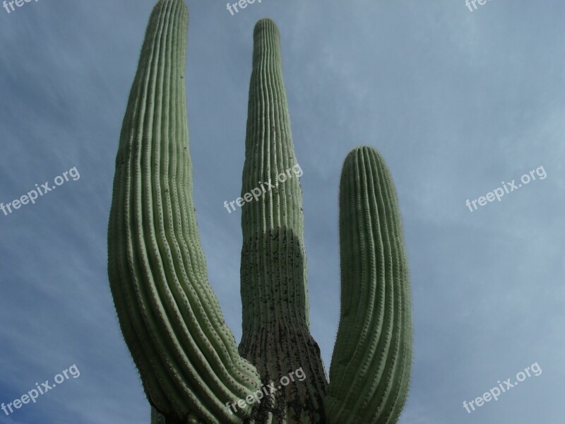 Cactus Tall Desert Nature Plant