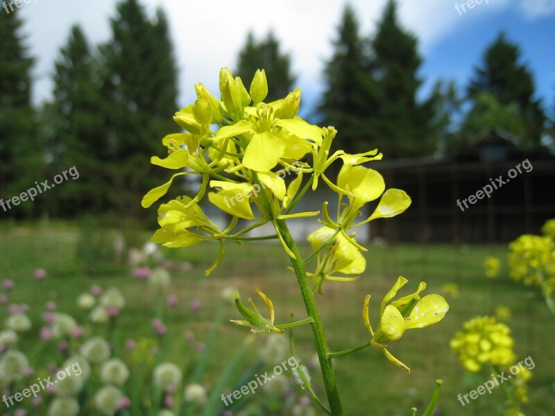 Rape Seed Flower Summer Firs Sky Nature