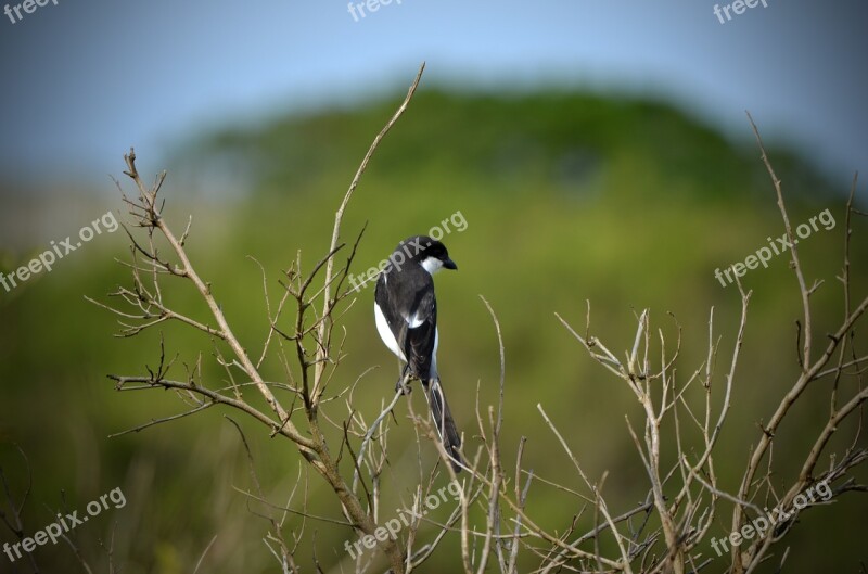 Bird Nature Wildlife Animal Africa