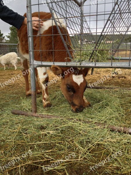 Cow Calf Vegan Go Vegan Vegan Life