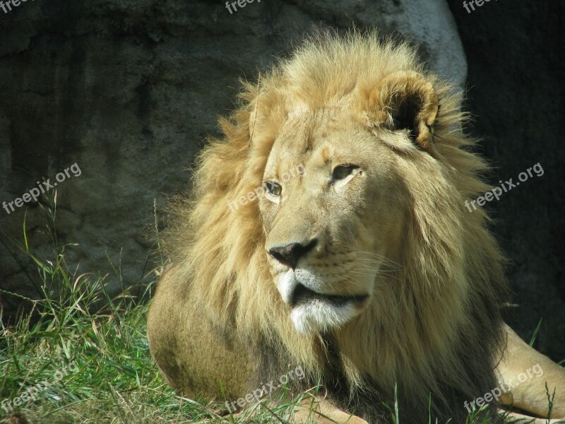 Lion Animal Wildlife African Mane