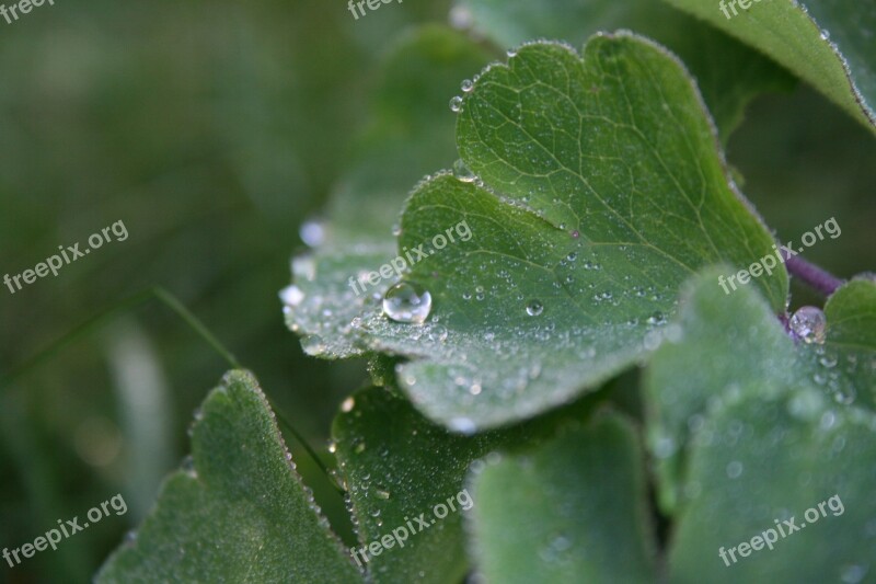 Dewdrop Leaf Plant Dew Close Up