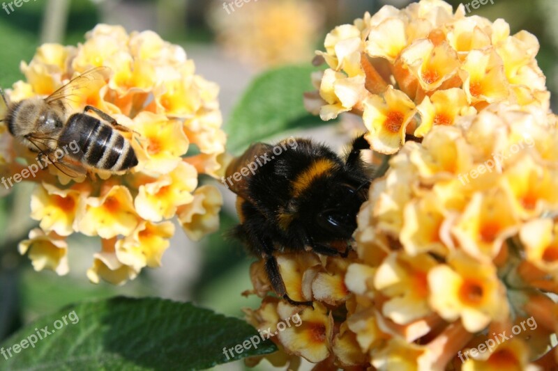 Hummel Bee Insect Blossom Bloom