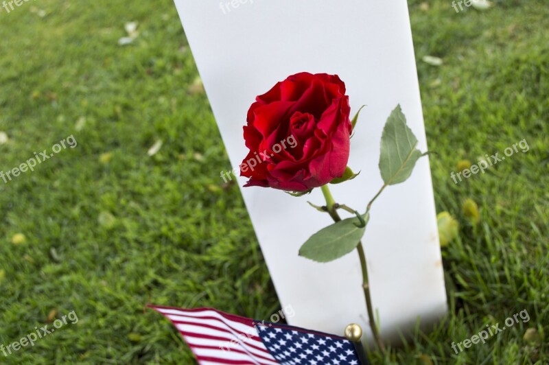 Flower Pink Red Falls American Cemetery