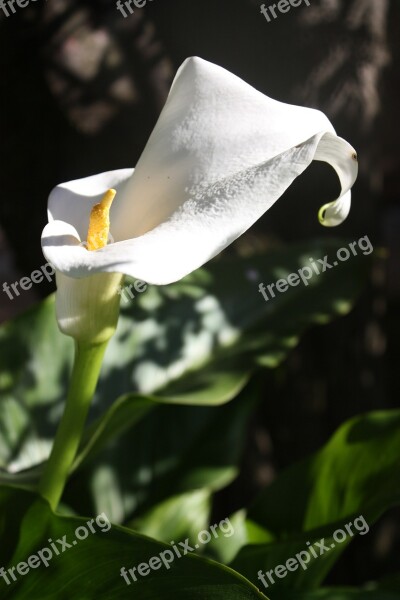 Calla Flower White Blossom Bloom