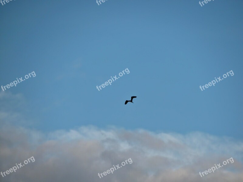 Bird Sky Clouds Skyscape Air