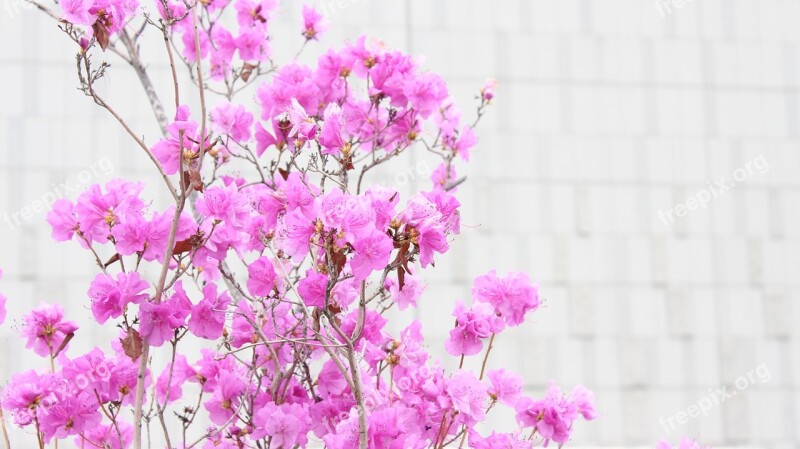 Azalea Pink Nature Free Photos