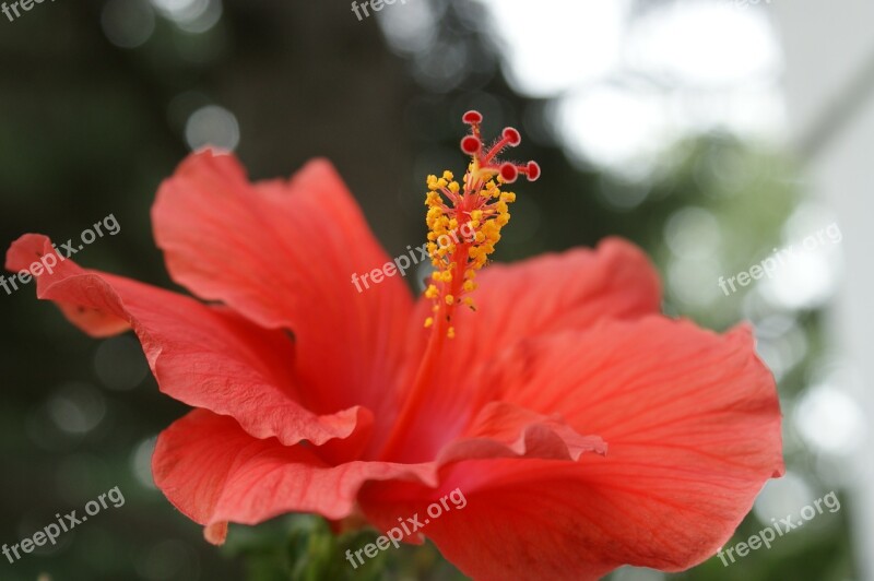 Hibiscus Flower Coral Pink Floral