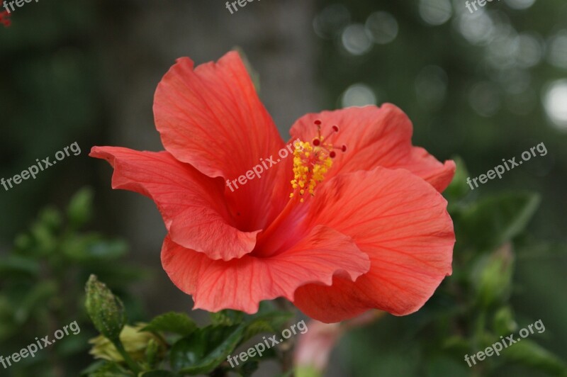 Hibiscus Flower Coral Pink Floral