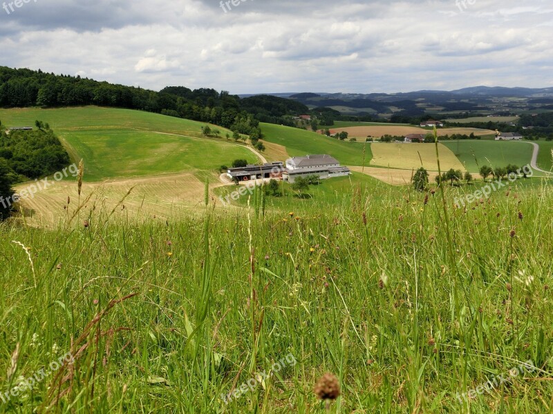 Austria Alm Meadow Landscape Pasture