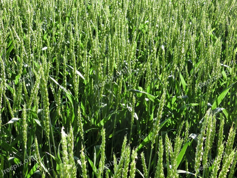 Wheat Field Nature Cereals Wheat Field