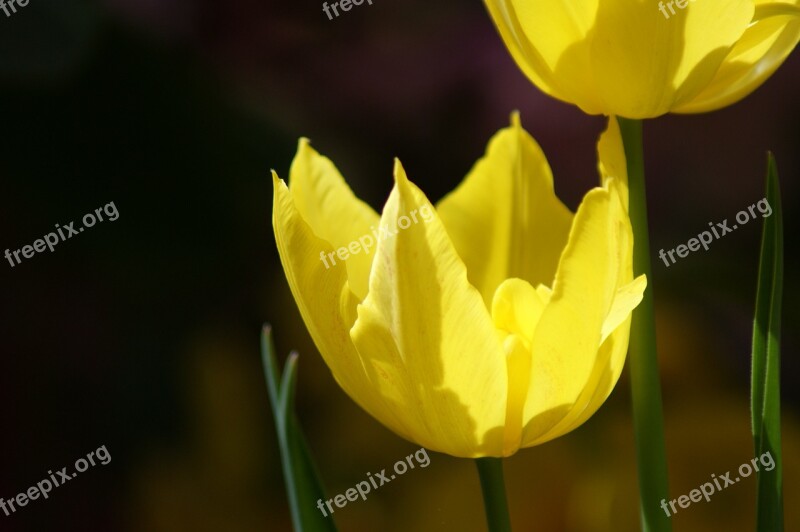 Tulip Yellow Flower Spring Floral