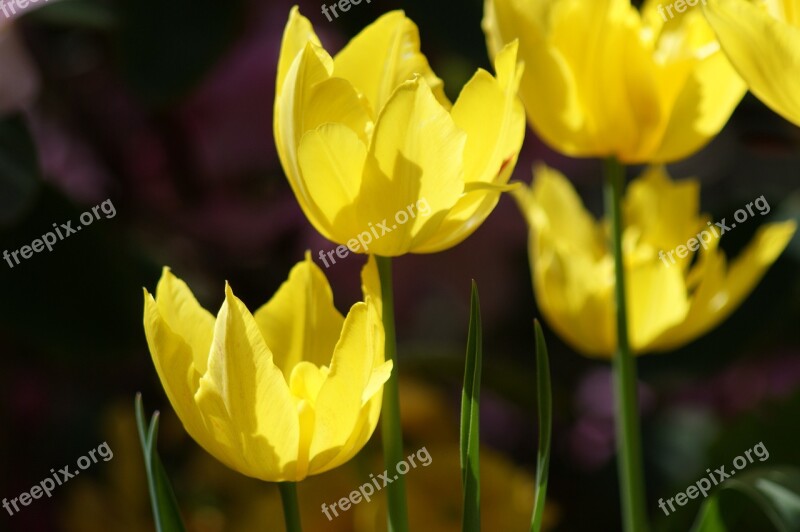 Tulip Yellow Flowers Spring Floral