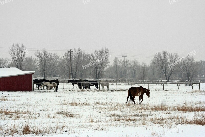 Horse Ranch Equestrian Animal Rural