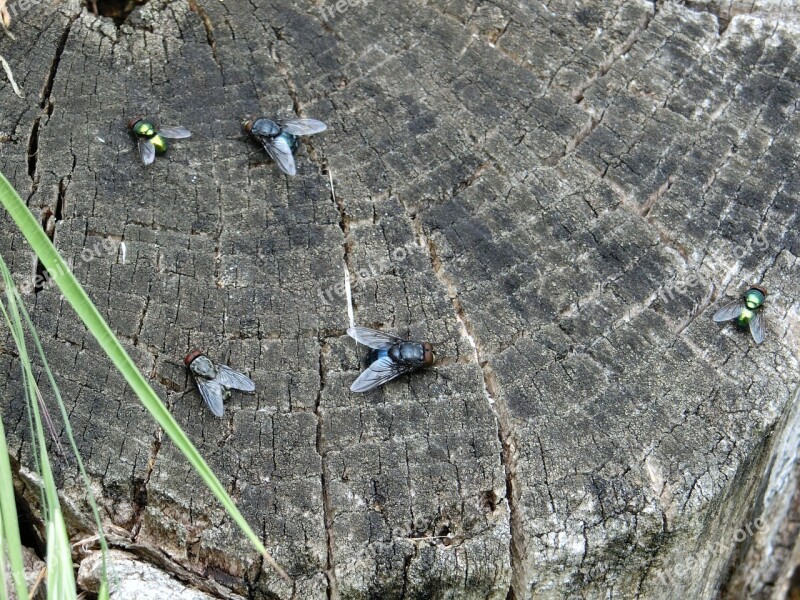 Flying Wood Tree Stump Nature Free Photos